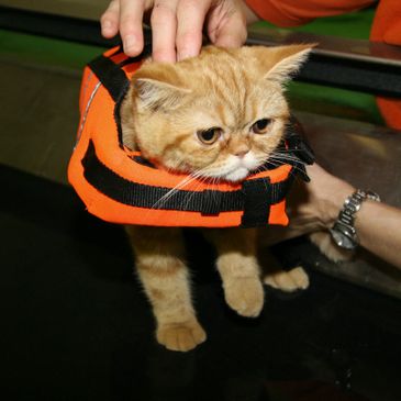 Unterwasserlaufbandtherapie geht auch mit Katzen
